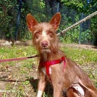 HANNI ❤ zarte Podenga sucht ihr Zuhause, Hündin zur Adoption