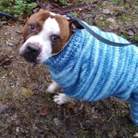 heyss, chien à adopter