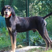 ANTOINE, chien à adopter