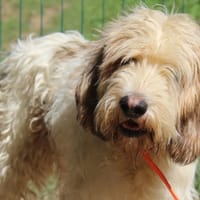 SAMBA, chienne à adopter