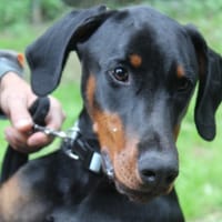 venom, chien à adopter