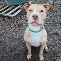 KENZO, chien à adopter