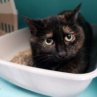 CREVETTE, chatte à adopter