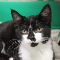 adam, chat à adopter