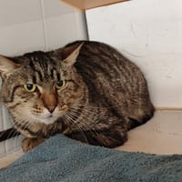 APACHE, chat à adopter