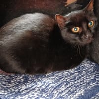CALY, chatte à adopter