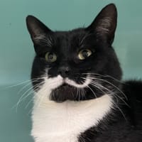 MANOU, chat à adopter