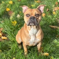 Kendji CAA14169, chien à adopter