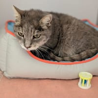 AMETHYSTE, chatte à adopter