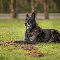 Stock, chien à adopter