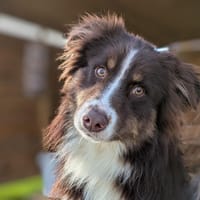 VERCORS Réservé, chien à adopter