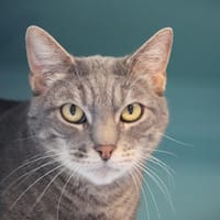 JEDI, chat à adopter