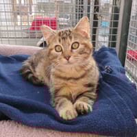 LILA (réservée), chatte à adopter