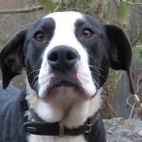 RINA, chienne à adopter