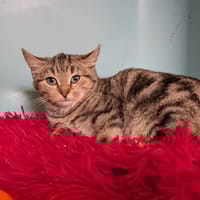 KOVU, chat à adopter