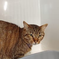 RONCHON, chat à adopter