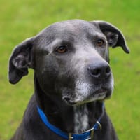 TICKO, chien à adopter