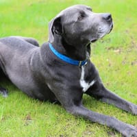 TICKO, chien à adopter