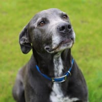 TICKO, chien à adopter