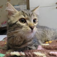 VITAMINE, chatte à adopter
