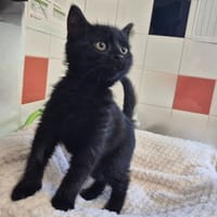 Aramis, chat à adopter