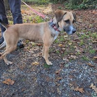 NAYA, chienne à adopter