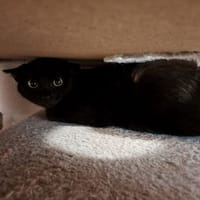 FLY, chatte à adopter