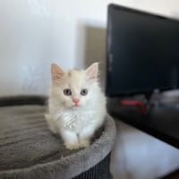 DIAMANT, chatte à adopter