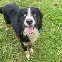 DEMON, chien à adopter