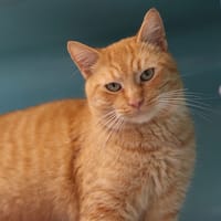 LARES, chat à adopter