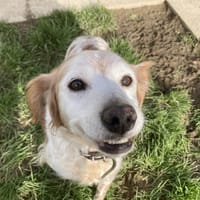 ORPHEE, chienne à adopter