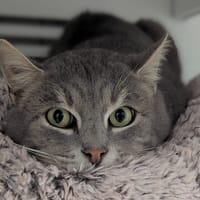 HOOVER, chat à adopter