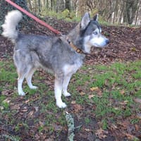 NEEDLE, chien à adopter