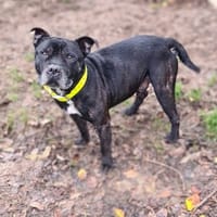 MIKE réservé, chien à adopter