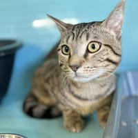 SIMBA, chat à adopter