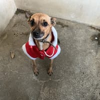 CHOUMI (En cours d'adoption), chienne à adopter