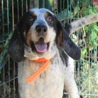 ARTHUR, chien à adopter