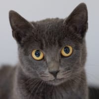 Troiquart, chatte à adopter