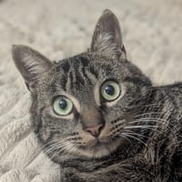 AERIUS, chat à adopter