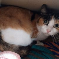 OSY, chatte à adopter