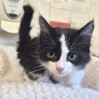 LUCINE, chatte à adopter