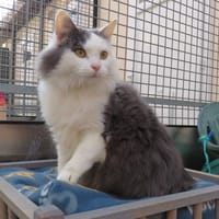 MIMINE (RESERVEE), chatte à adopter