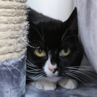 NEKO, chat à adopter