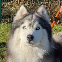 SKY, chien à adopter