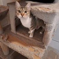 maloya, chatte à adopter