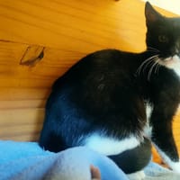 Djadja, chatte à adopter
