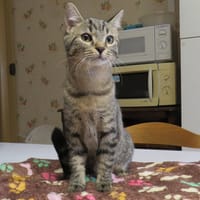 VALENTINE, chatte à adopter