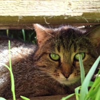 ANNA, chatte à adopter