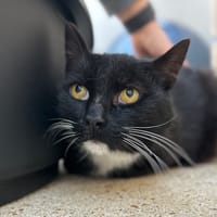 RISTRETTO, chat à adopter