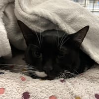 BANDIT, chat à adopter